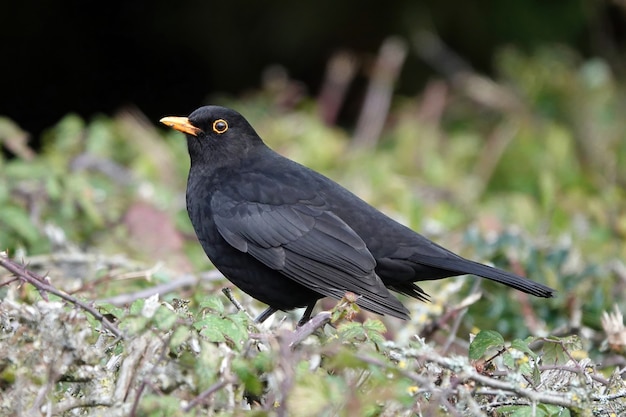 Selective focus shot of a small blackbird on a tree branch