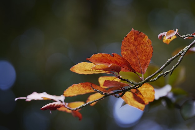 Selective focus shot of a small branch of yellow autumn leaves