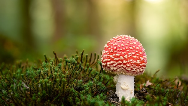 Selective focus shot of a small fly agaric growing in its natural environment