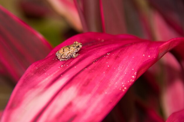 Selective focus shot of a small frog resting on a pink leaf plant with a blurred background