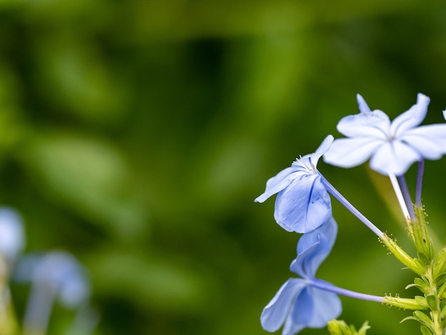 Selective focus shot of small light blue flowers and plant green leaves