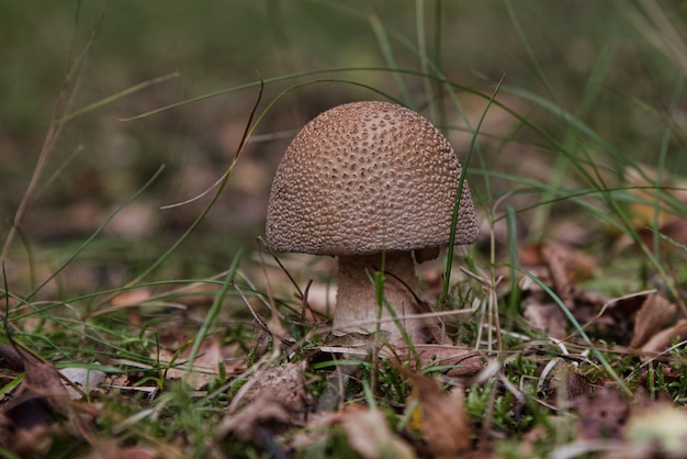 Free photo selective focus shot of a small mushroom growing in the soil