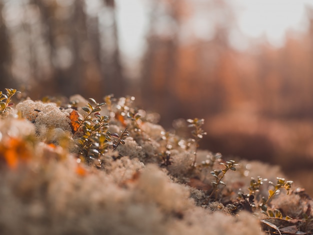 Selective focus shot of small plants growing on the mossy stones with blurred