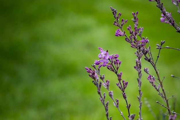 풀로 덮인 들판에 있는 작은 보라색 꽃의 선택적 초점