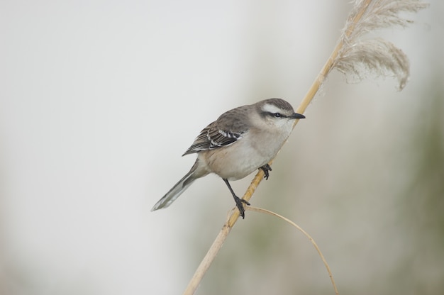 Free photo selective focus shot of a small sparrow sitting on a stick