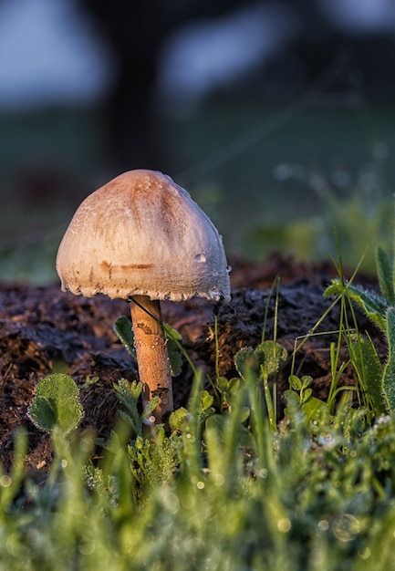 Selective focus shot of small wild mushrooms growing in a forest