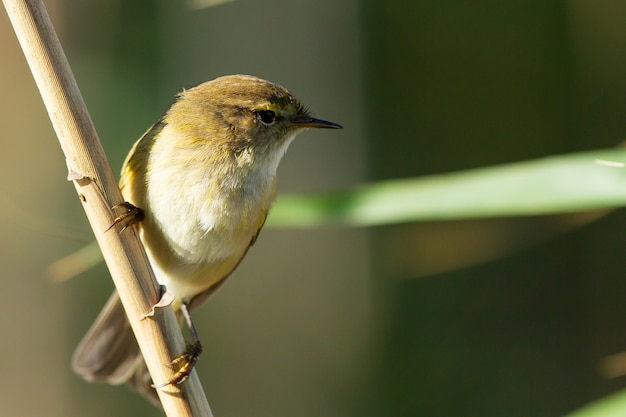 Selective focus shot of a small willow warbler with a white belly on a branch