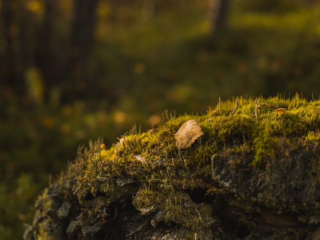 Selective focus shot of a small yellow autumn leaf fallen on the mossy stone