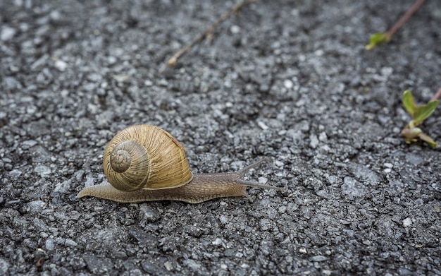 Selective focus shot of a snail slowly crawling on the ground