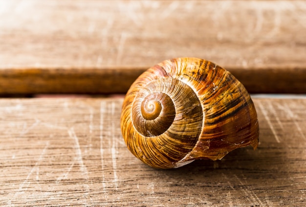 Selective focus shot of a snail on a wooden surface