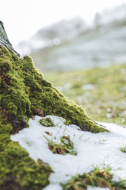 Selective focus shot of a snow-covered green field in the morning