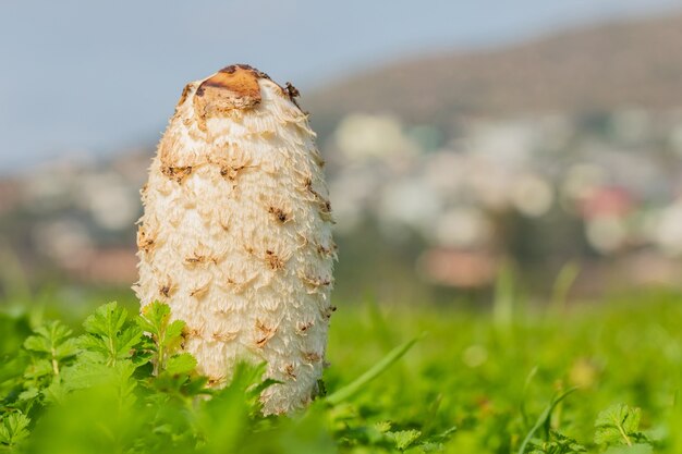 Selective focus shot of a snow-white dung mushroom in a field in Cape Town, South Africa