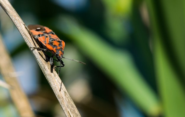 Selective focus shot of soldier bug walking on a plant