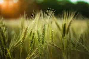 Free photo selective focus shot of some wheat in a field