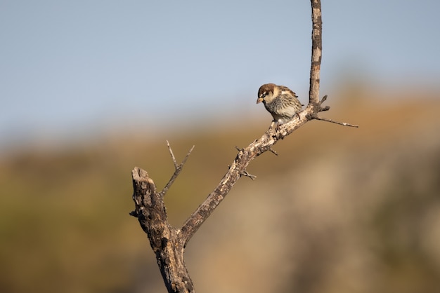 Selective focus shot of a Spanish sparrow on a branch