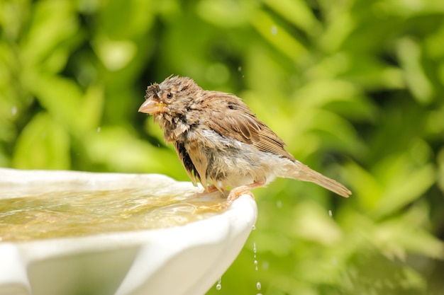 Selective focus shot of a sparrow on a fountain