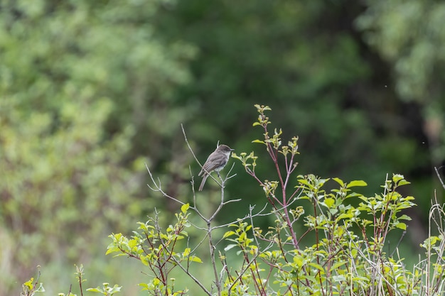 Selective focus shot of a sparrow  perched on a branch