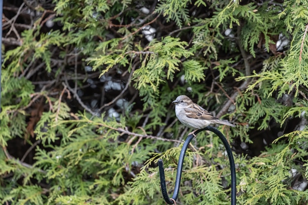 Selective focus shot of a sparrow perched o a branch
