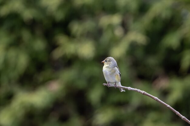 Selective focus shot of a sparrow perched o a branch