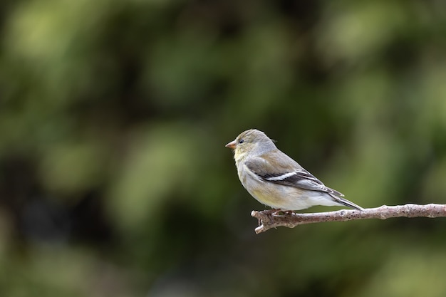 Selective focus shot of a sparrow perched o a branch