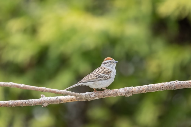 Selective focus shot of a sparrow perched o a branch