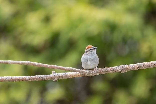 Free photo selective focus shot of a sparrow perched o a branch