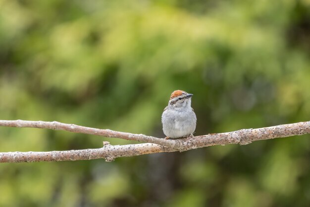 Selective focus shot of a sparrow perched o a branch