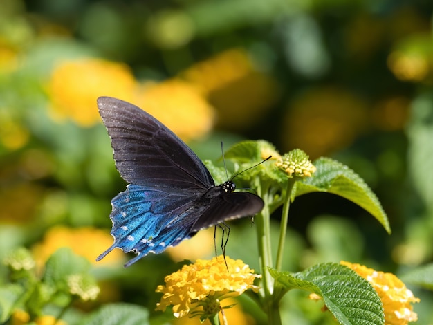 Selective focus shot of a Spicebush Swallowtail butterfly sitting on a flower