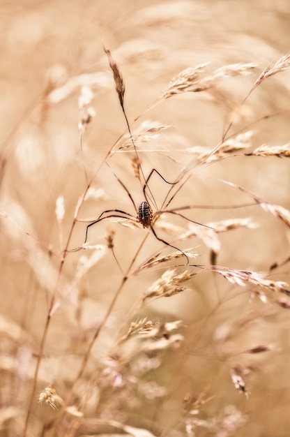 Selective focus shot of a spider on a wheat