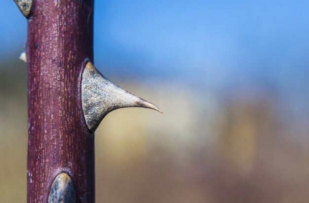 Selective focus shot of the spike on the red plant stem