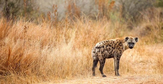 Selective focus shot of spotted hyena in the forest