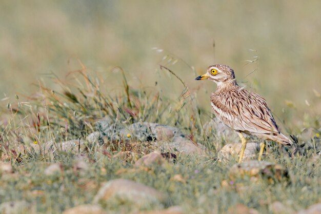 Selective focus shot of spotted thick-knee on the field