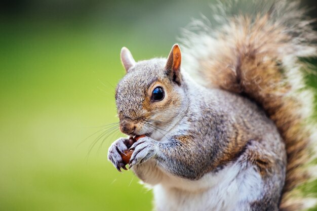 Selective focus shot of a squirrel in the yard