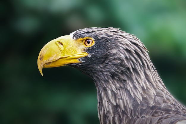 Selective focus shot of a Steller's sea eagle