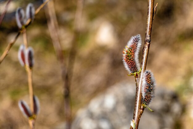 Selective focus shot of the stem of an exotic plant captured in a garden