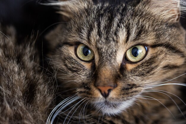 Селективный снимок полосатой домашней кошки, смотрящей прямо