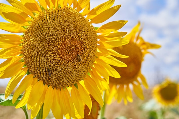 Selective focus shot of sunflowers in the field