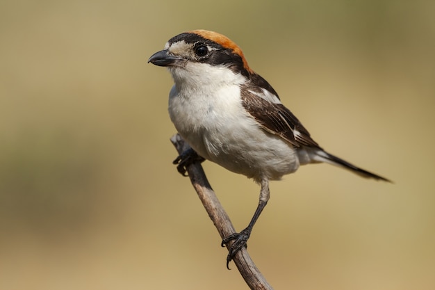 Selective focus shot of swallow in a branch