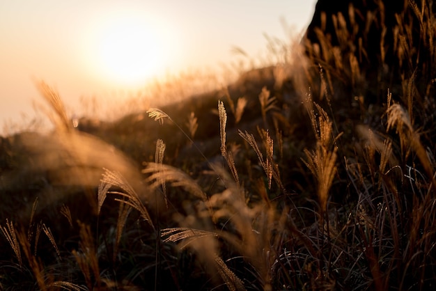 언덕에있는 sweetgrass 가지의 선택적 초점 샷