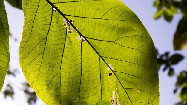 Selective focus shot of Terminalia catappa leaves with a blue sky background