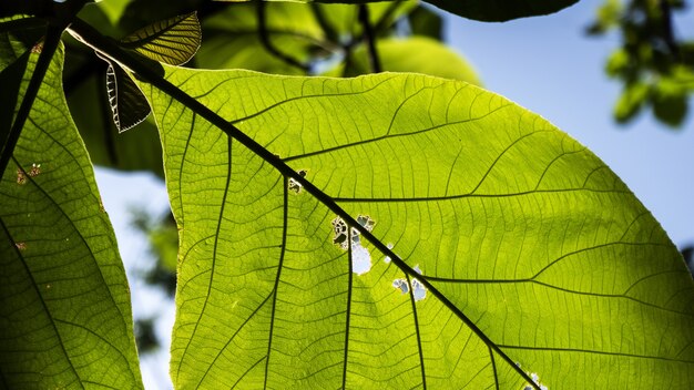 Terminalia catappa의 선택적 초점 샷은 푸른 하늘 배경으로 나뭇잎