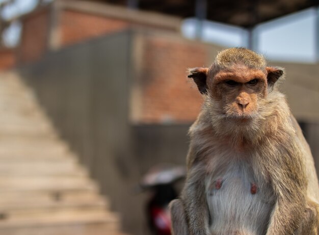 Selective focus shot of a Thai Primate Monkey in Thailand