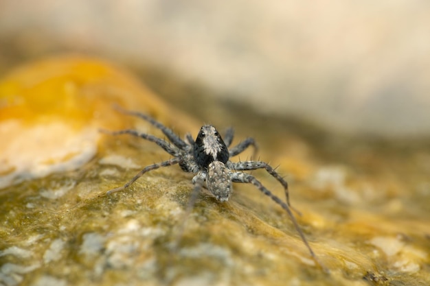 Selective focus shot of a thinlegged wolf spider on algae Pardosa species