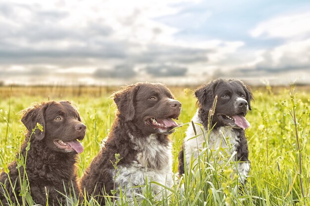 3匹の愛らしい犬のセレクティブフォーカスショット