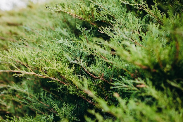 Selective focus shot of Thuja evergreen tree branches