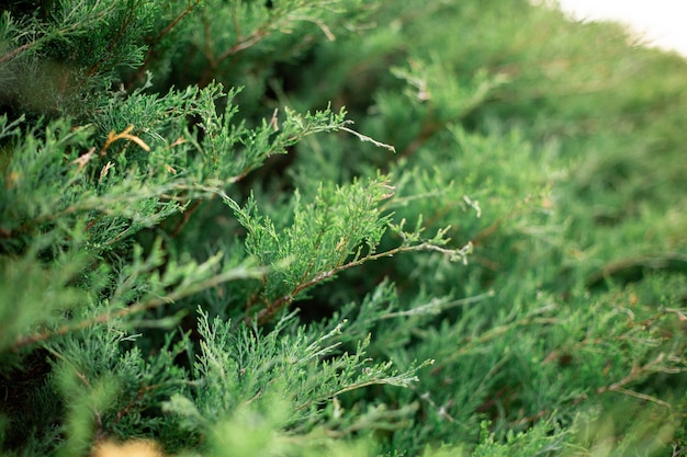 Selective focus shot of Thuja evergreen tree branches