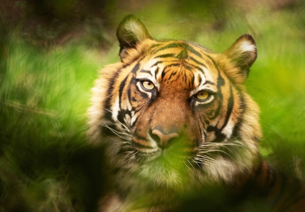 Selective focus shot of a tiger looking at the camera