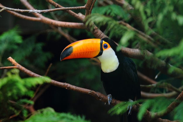 Selective focus shot of a toucan standing on a tree branch