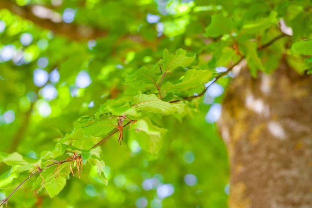 Selective focus shot of the tree branch with green leaves
