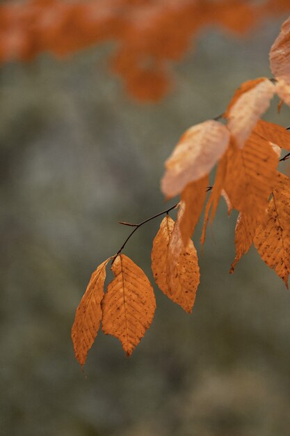 秋のオレンジの葉と木の枝の選択的なフォーカスショット